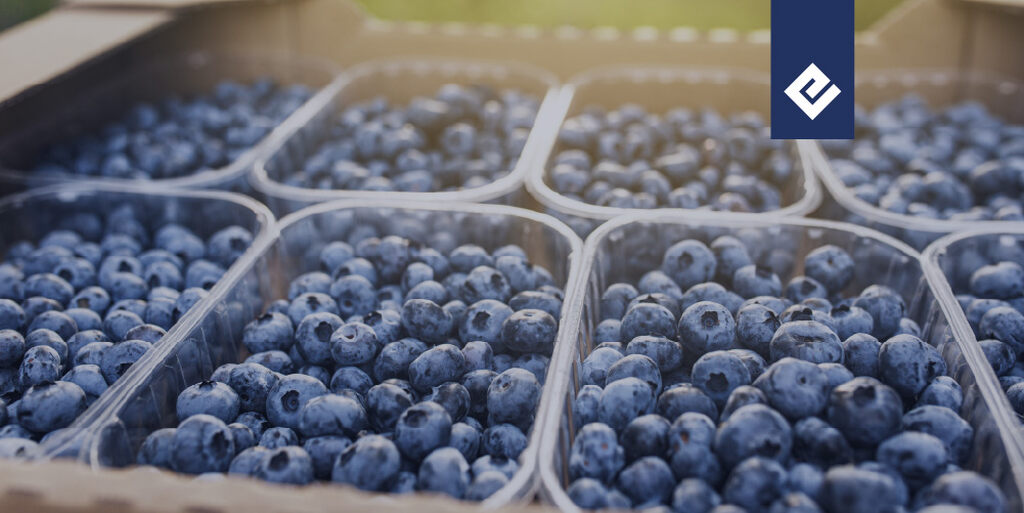 Vários recipientes plásticos transparentes repletos de mirtilos frescos organizados em uma caixa de papelão, ilustrando o processo de colheita e exportação de frutas.